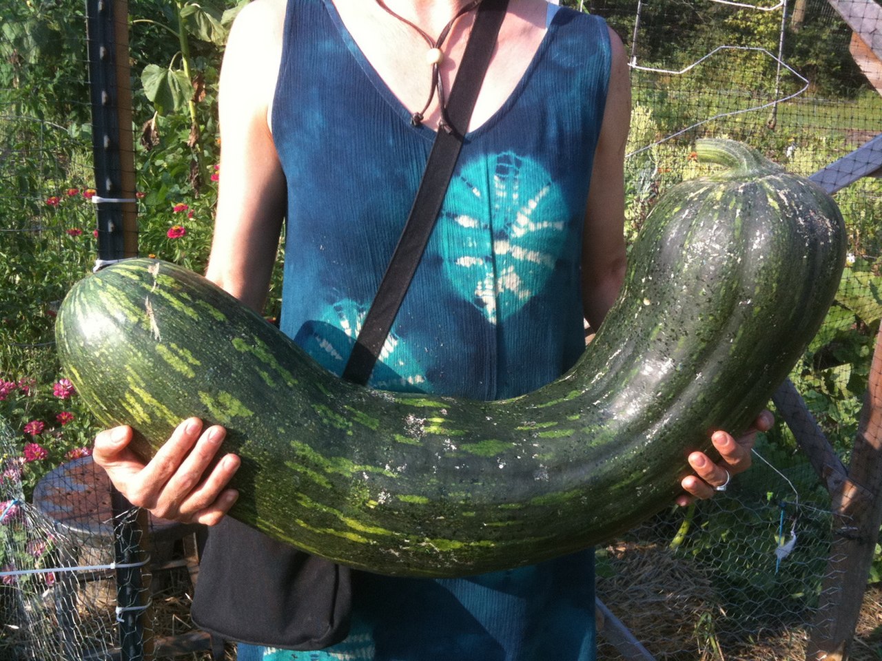 1280px-Cucurbita_moschata_Long_of_Naples_Squash.jpg