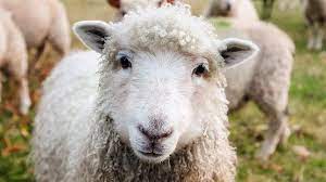 Koyun Ne Yer, Nasıl Beslenir? Koyunların En Sevdiği Besinler Nelerdir? -  Evcil Hayvan