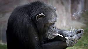 PETA: Şempanzeyi zorla sigaraya alıştırdılar - BBC News Türkçe