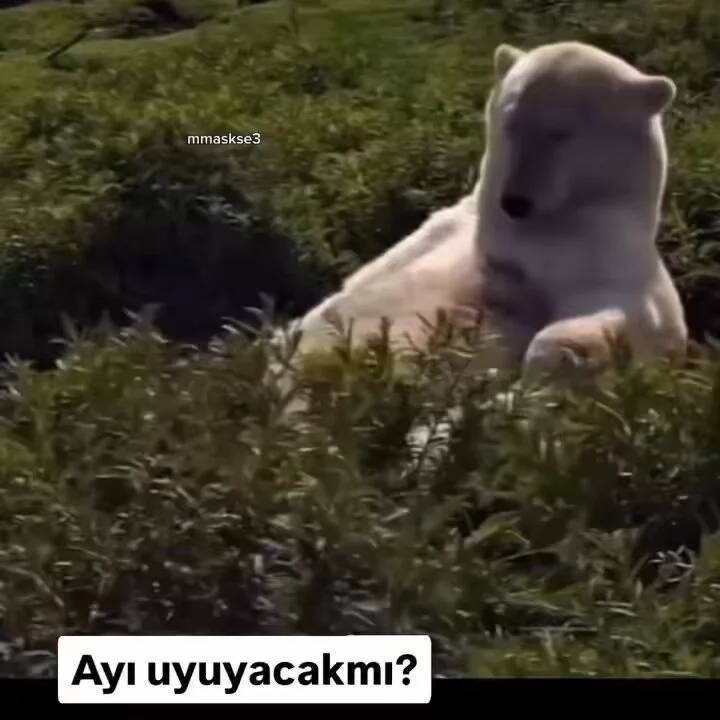 1780156497897.webp
