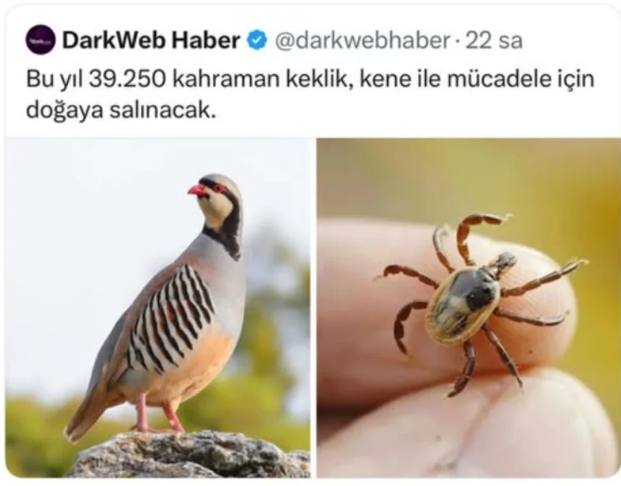 1782127275245.webp
