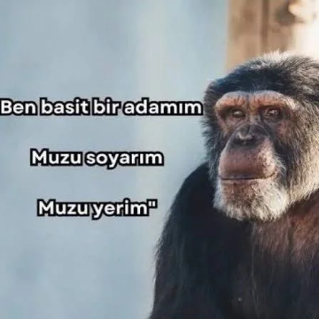 1783182686737.webp