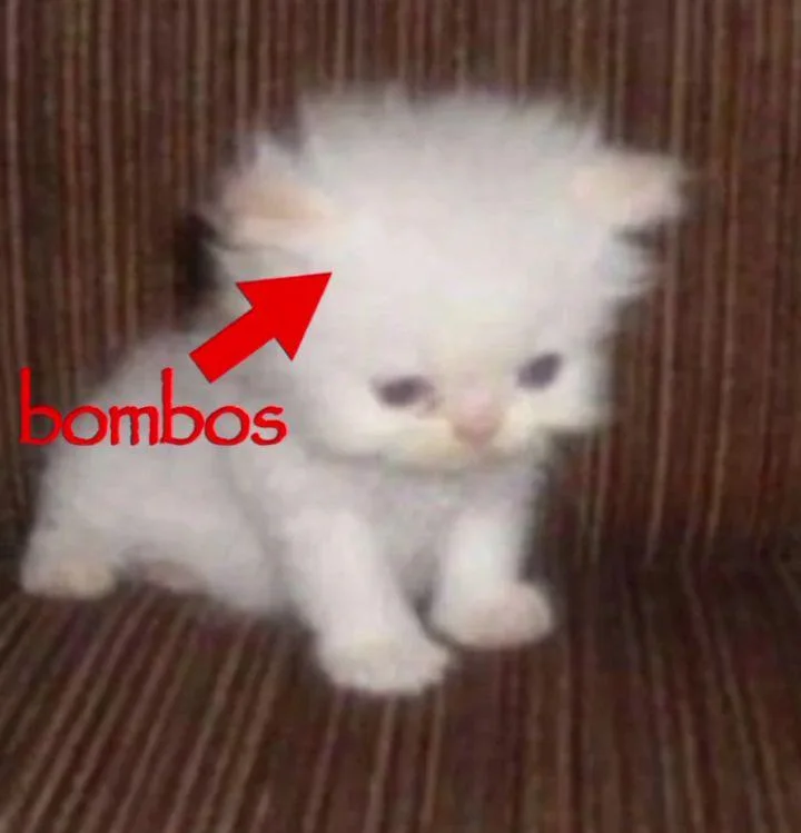 1785162827136.webp
