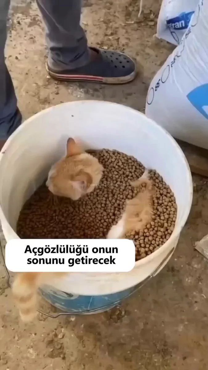 AXvnukhu_pkfLlh7.webp