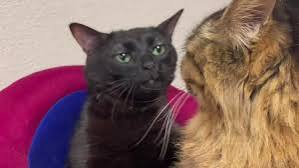black_cat.jpeg