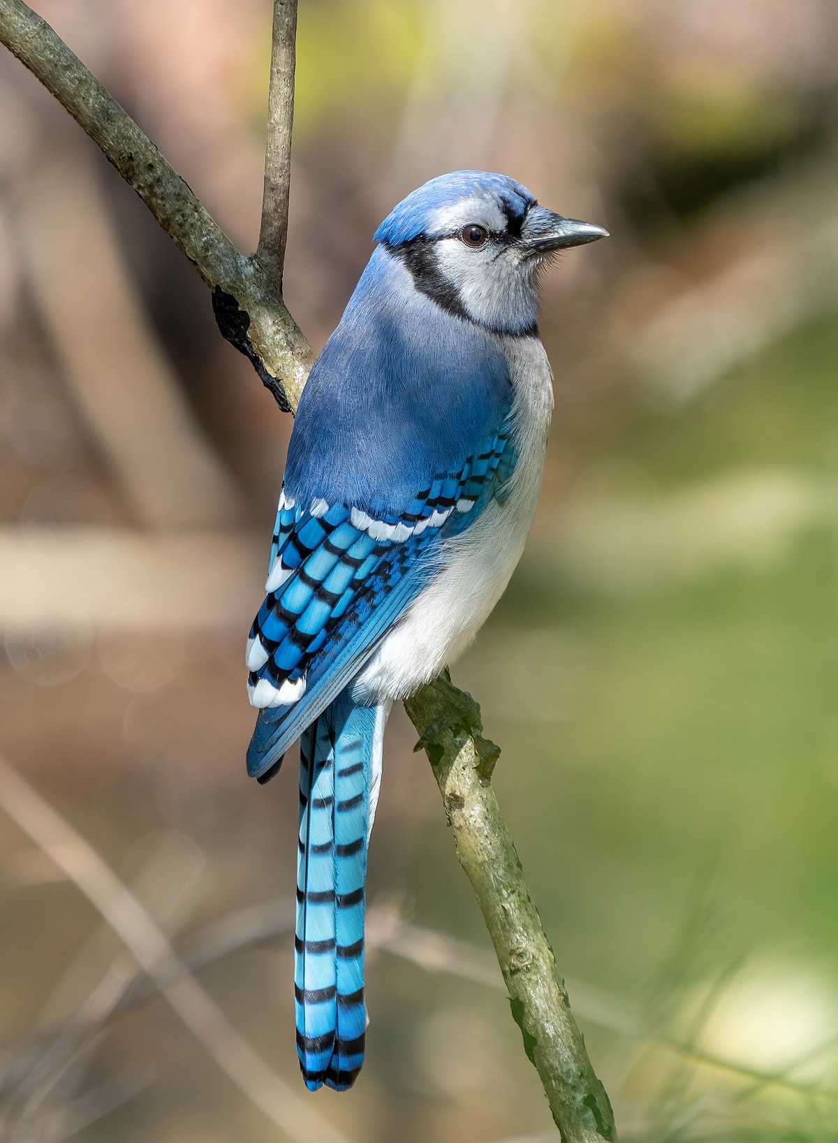 Blue_jay_in_PP_(30960).jpg