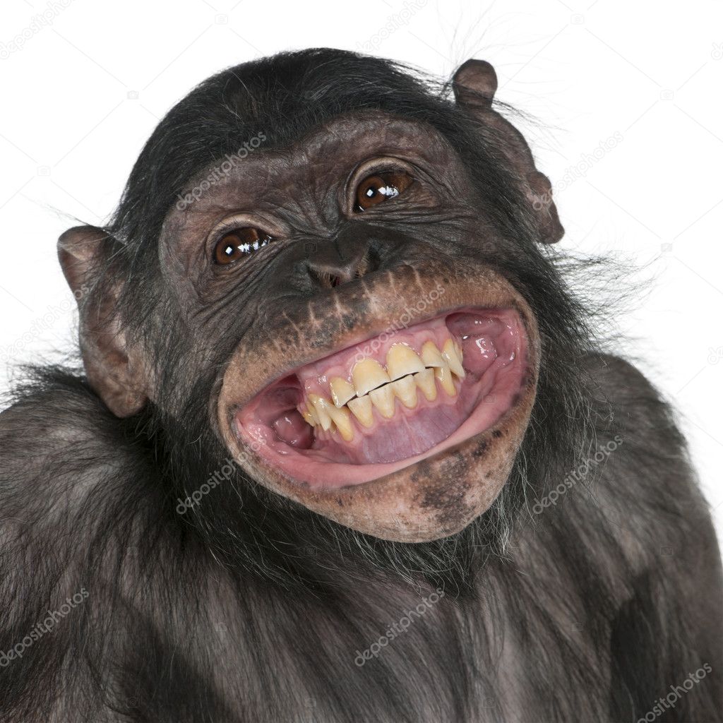 depositphotos_10880072-stock-photo-mixed-breed-monkey-between-chimpanzee.jpg