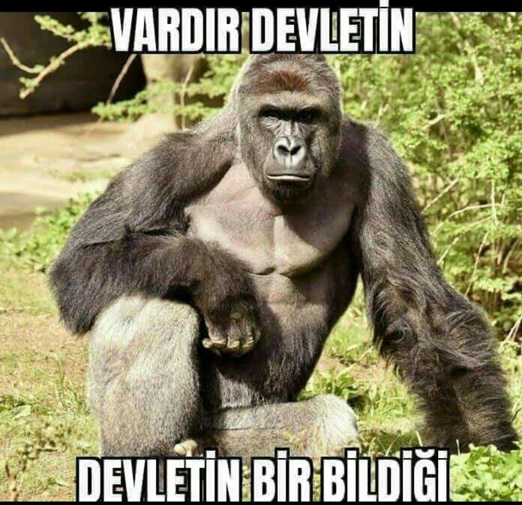 DEVLETİN BİLDİĞİ GORİL.jpg