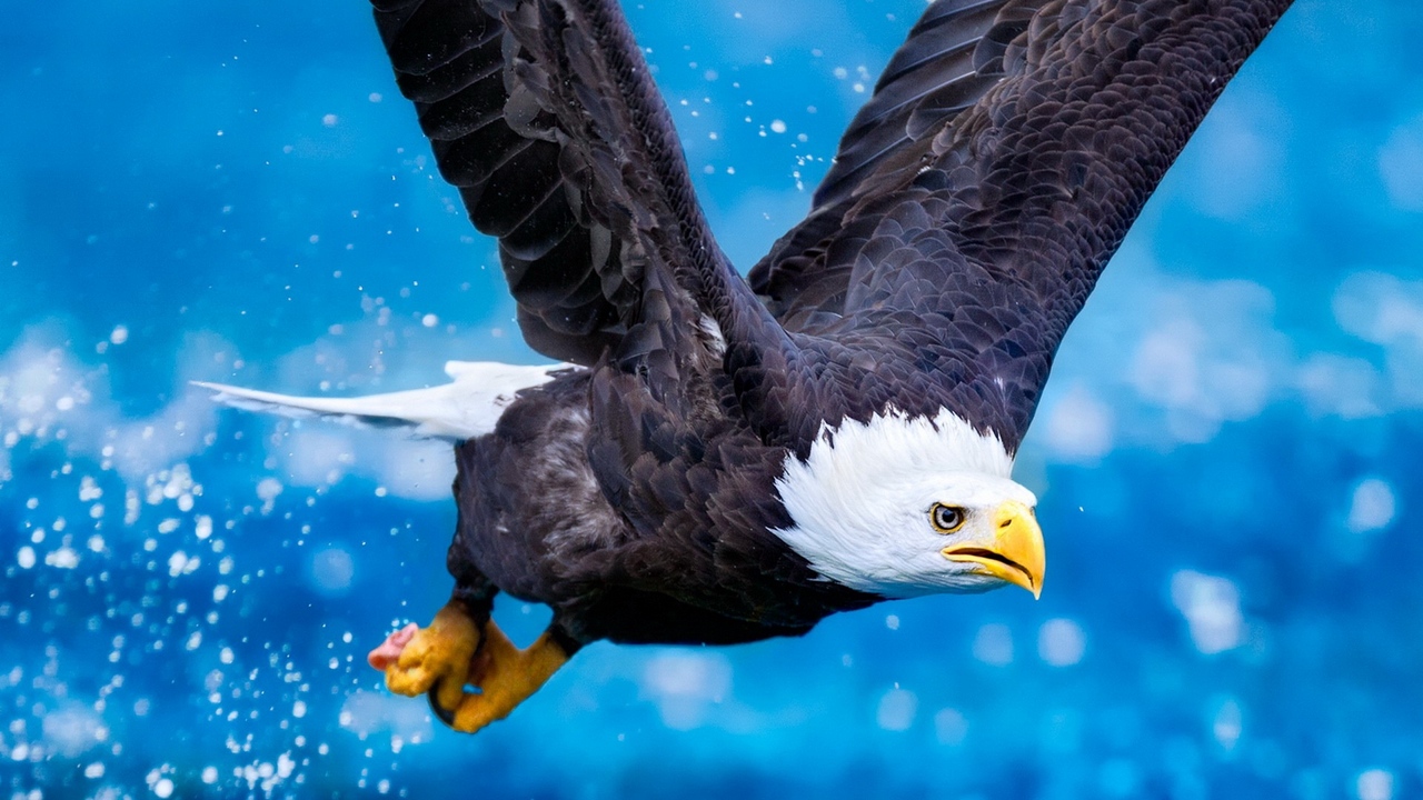 eagle_flying_sky_swing_predator_65430_1280x720.jpg
