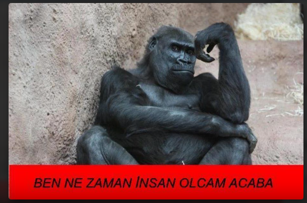 Ekran Görüntüsü (131).png