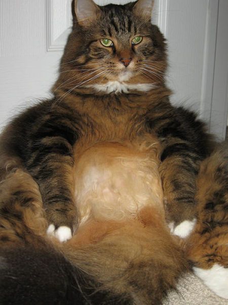 fat_cats_09.jpg