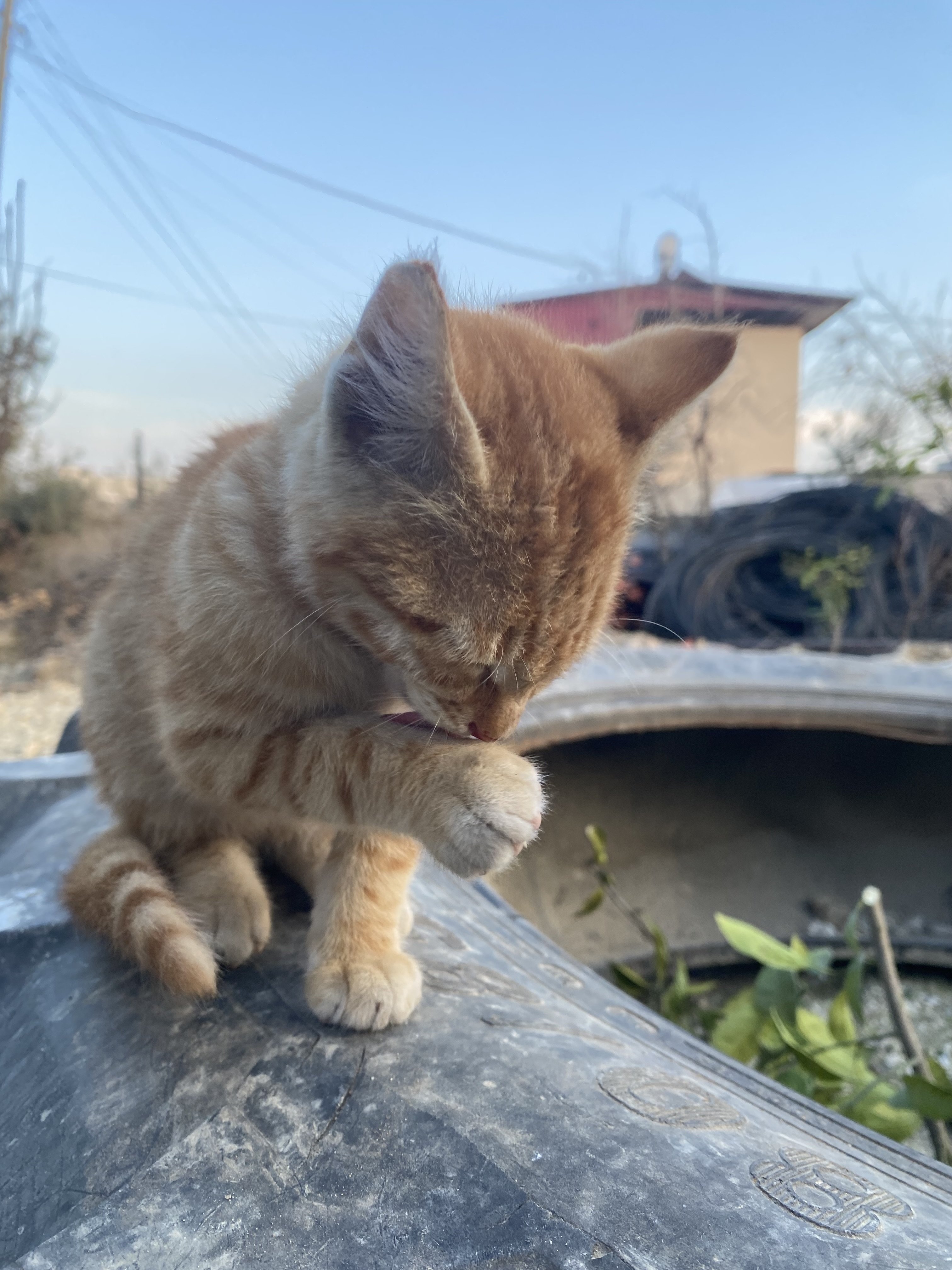 IMG_3592.jpeg