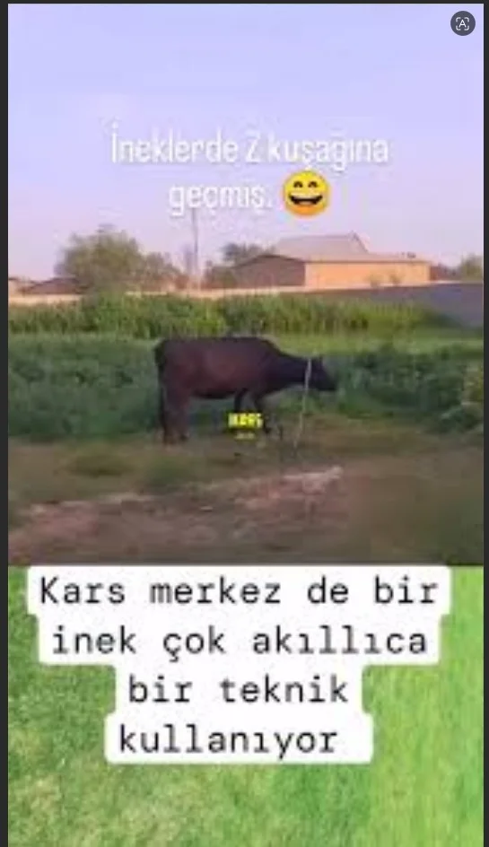 İnek .webp