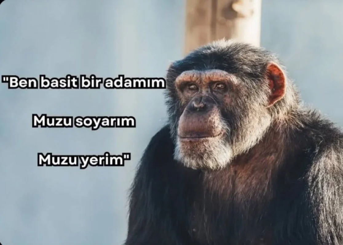 maymun.webp