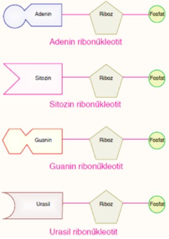 rna nükeotidleri.png