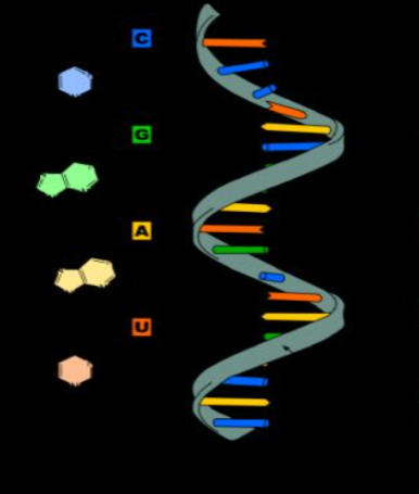 rna.png