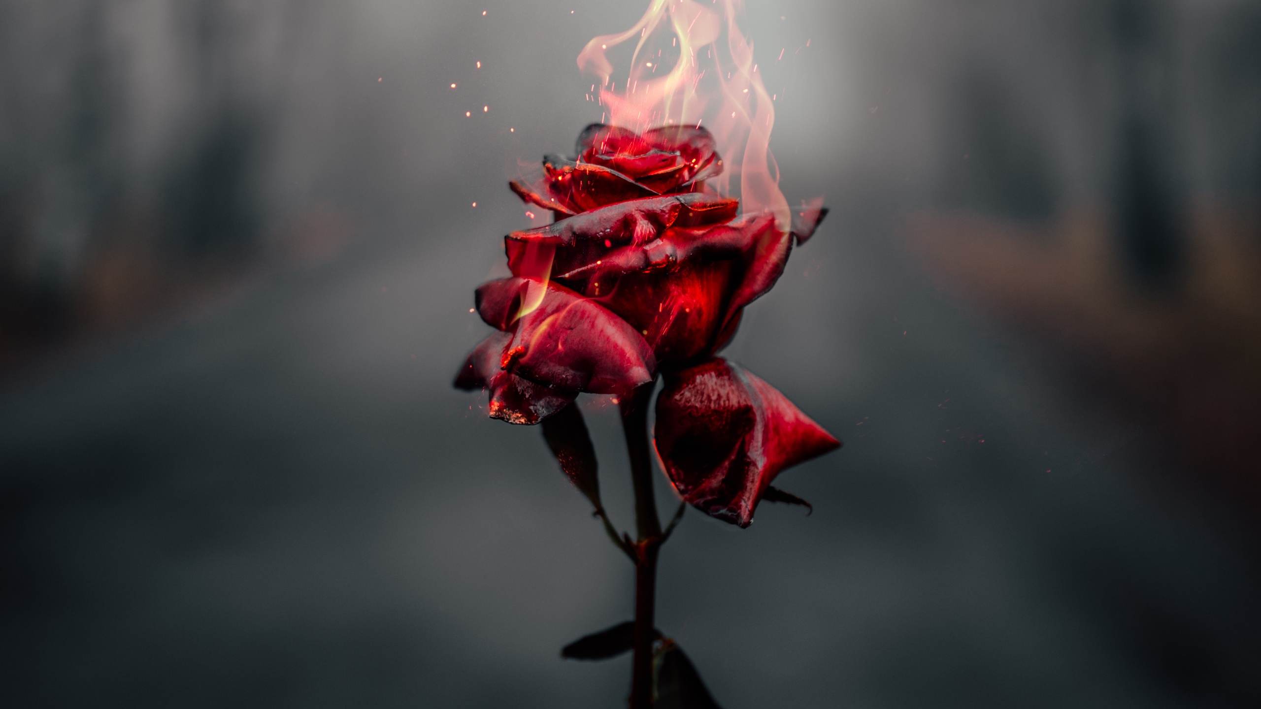 rose-flower-fire-burning-dark-2560x1440-464.jpeg