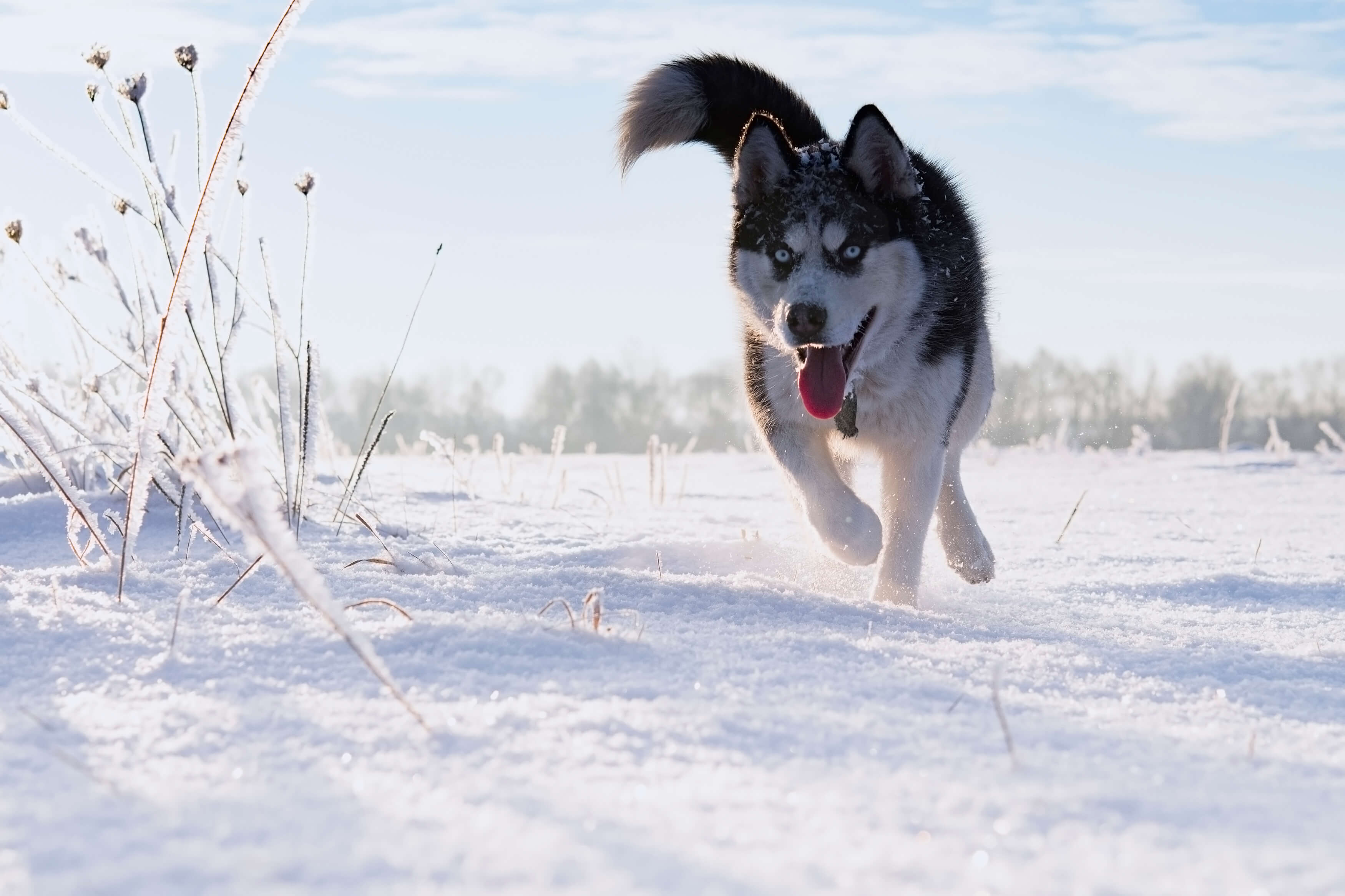 siberian-husky-running-BUHM9VP.jpg