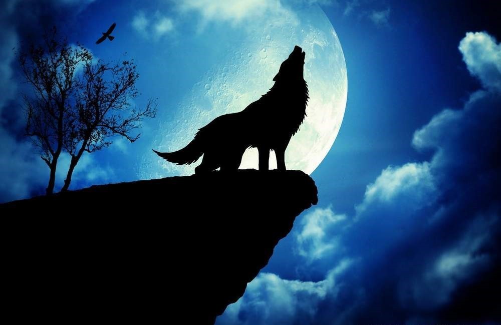 Wolf-PC-Wallpaper-.jpg