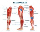 depositphotos_333620514-stock-illustration-leg-muscle-anatomical-structure-labeled.jpg