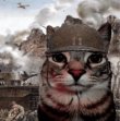 War-Cat-thumbnail-url-88f6yf.jpg