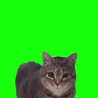 catooovlog