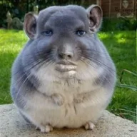 Raufa