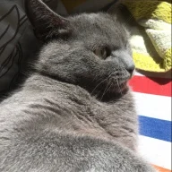 nyha