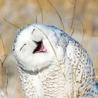 CookLeak