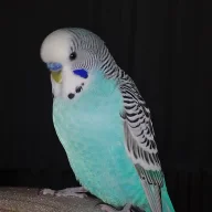 zumbar121