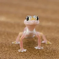 Geckoo