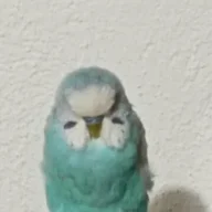 Kazytw