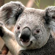 Koala_man