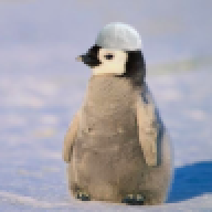 PenguReis