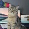 mesutgs