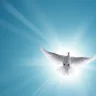 Whitebird_Sulo