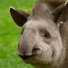 tapir