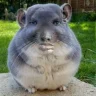 Raufa