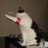 dızcii
