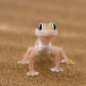 Geckoo