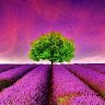 alpars_lan