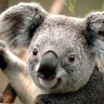 Koala_man