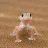 Geckoo